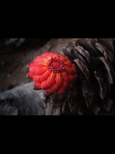 Кольцо "Цветок осеннего Солнца"