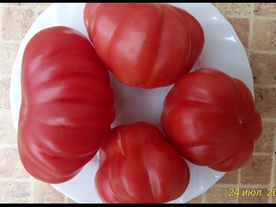 Томат Тлаколула де Матаморос