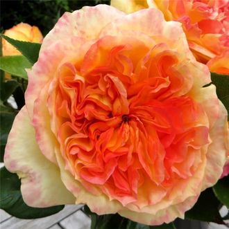 Анри (Генри) Дельбар (Henri Delbard),