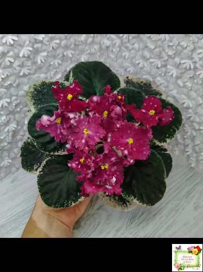 Rivermist Zeeva (J. Baker) (лист с детками укоренённый)