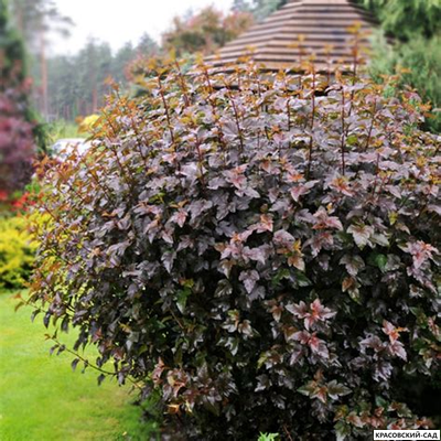 Пузыреплодник калинолистный Ред Барон - Red Baron