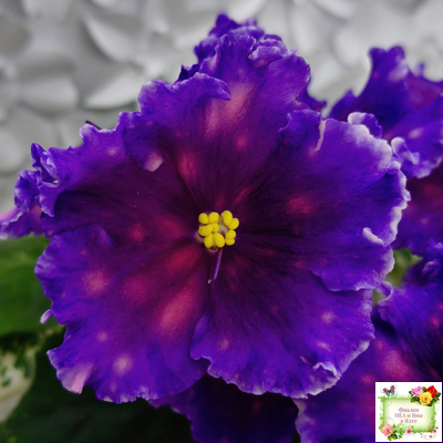 Nik-Сокровище Каравана (Н. Булко) 2022 г.