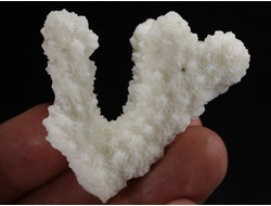 Коралл белый, коллекционный образец, Китай (52*40*33 мм, 23 г) №37698