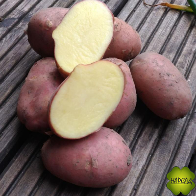 КАРТОФЕЛЬ СЕМЕННОЙ ЭЛИТА "РЕД СКАРЛЕТ" (САМЫЙ СТАБИЛЬНЫЙ СОРТ, ЛЕЖКАЯ) 2 кг в наличии с 20.02 по 15.03