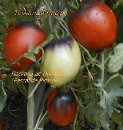 Томат Паскаль из  Пикардии (Pascal de Picardie), США
