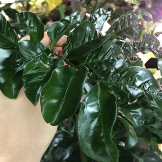 Murraya paniculata 'Himalayan' (Giant leaf) / муррайя гималайская большой лист