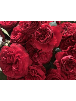 Викториан Рэд ( Victorian Red)