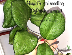 Hoya Priktai seedling (ByPatcharawalai)