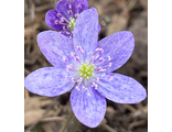 Hepatica nobilis &#039;Мраморный Джинс&quot;. Продано