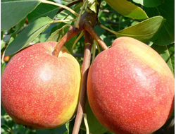 Груша Красуля (ОКС)