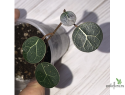 Ficus sp. Sumatra / фикус Суматра