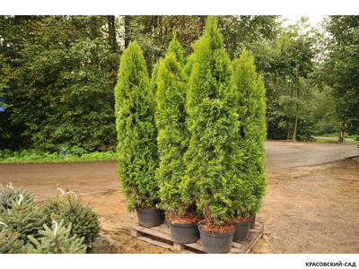 Туя Смарагд - Smaragd 180 см