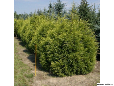 Можжевельник китайский Куривао Голд в питомнике красовский-сад.рф с доставкой по Москве и МО