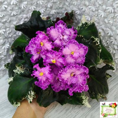 РС-Тропикана (С. Н. Репкина) 2015 г.