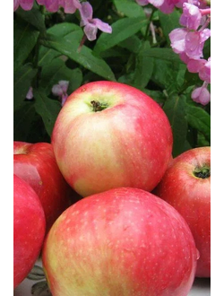 Яблоня  Июльское Черненко (ранн.)