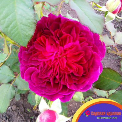 Манстед Вуд (Munstead Wood)