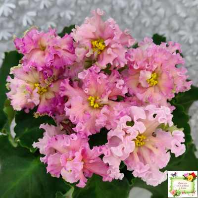 ЕК-Линжери (Е. Коршунова) 2021 г.