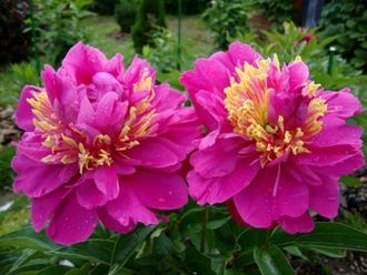 Paeonia Feather Top