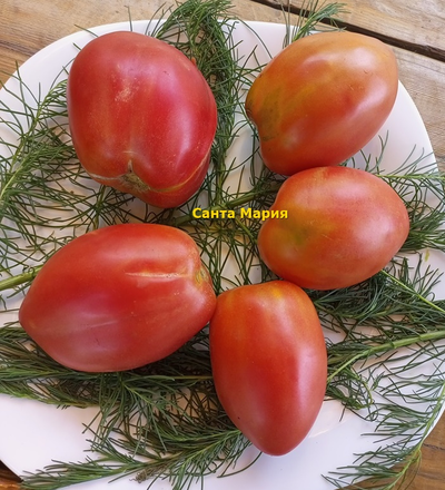 Томат Санта Мария (Santa Maria)