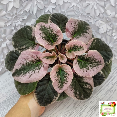 Rivermist Heavenly (J. Baker) (10985) NEW 05/21/2018