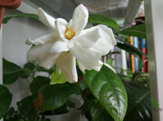 Gardenia Augusta 'Lasting Beauty'