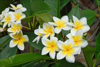 Франжипани / Frangipani (Plumeria alba) абсолю 1 г