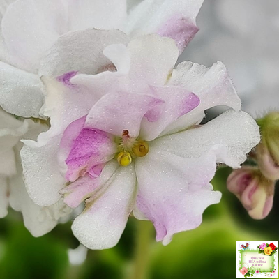 LV-Мариночка (Л. Шевелева) 2023 г. (клакамас бастл-листва с кроновой пестролистностью)