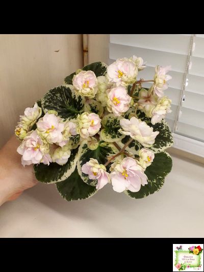 ЛЕ-Элли (Е. Лебецкая)