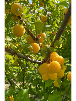 Алыча  Подарок Санкт-Петербургу