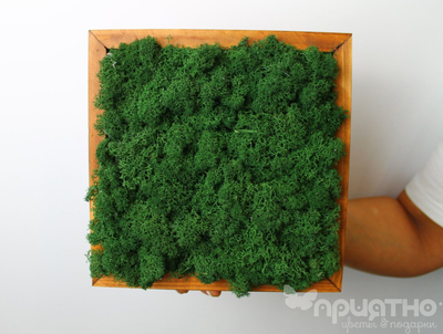 ЖИВАЯ ЭКО-КАРТИНА 1064