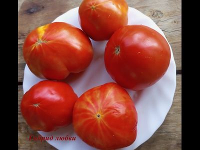 Томат Гибрид любви