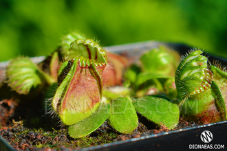 Cephalotus follicularis. Цефалотус