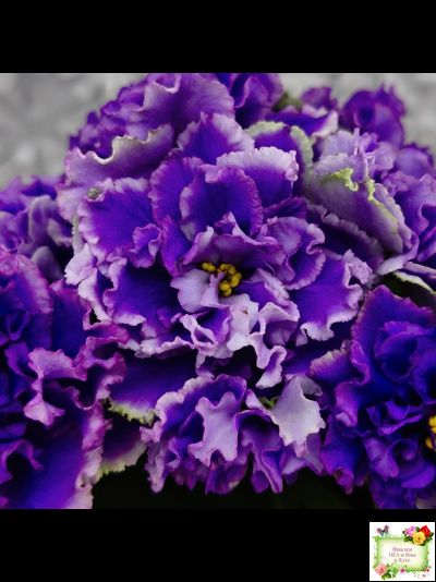 РМ-Синий Бриллиант (Н. Скорнякова) 2023 г.