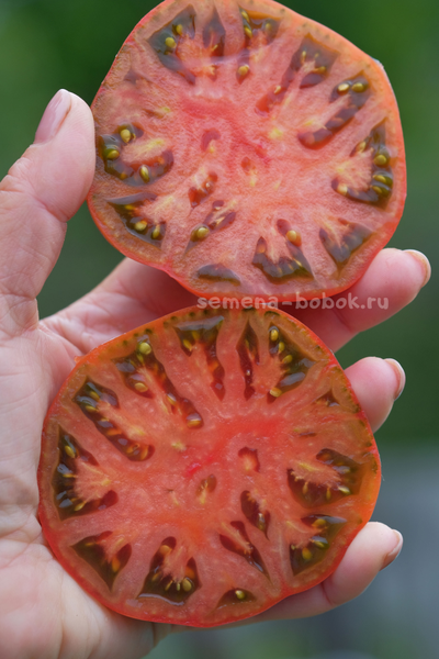 Томат Dwarf Tasty Wine (Гном Вкусное Вино), 10 шт