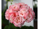 Denise (Sutarve) - пеларгония розебудная (розоцветная) - описание сорта, фото - купить в Перми