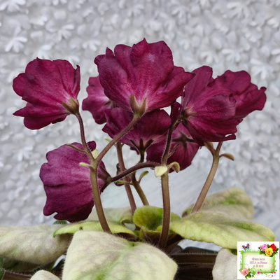 ЕК-Лампа Желаний (Е. Коршунова) 2021 г.