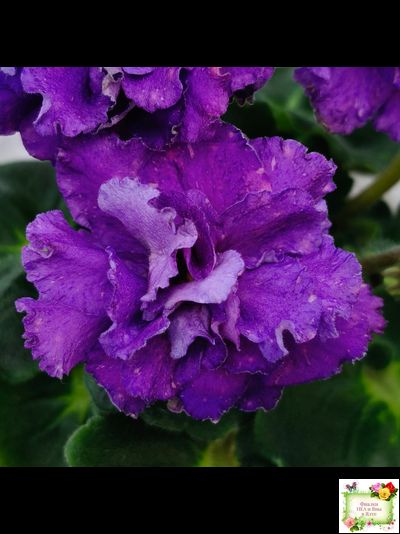 ДВ-Елена Прекрасная (Д. Лягина) 2024 г. (лист укоренённый)