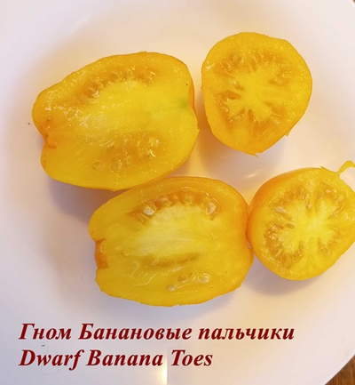 Томат гном Банановые пальчики (Banana Toes Tomato)
