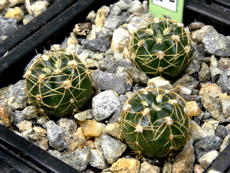 Gymnocalycium uruguayense VG-439 (D=10-15мм)