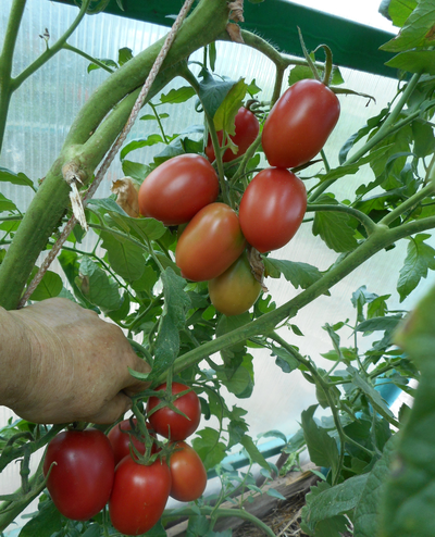 Томат Мархотская кисть (Мархотское гроно)