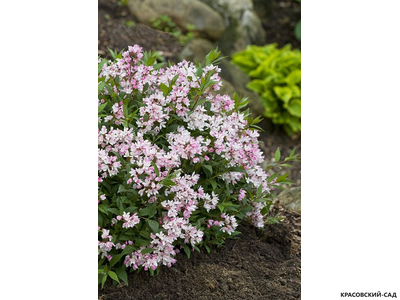 Дейция гибридная Юки Черри Блоссом фото в саду красовский-сад.рф