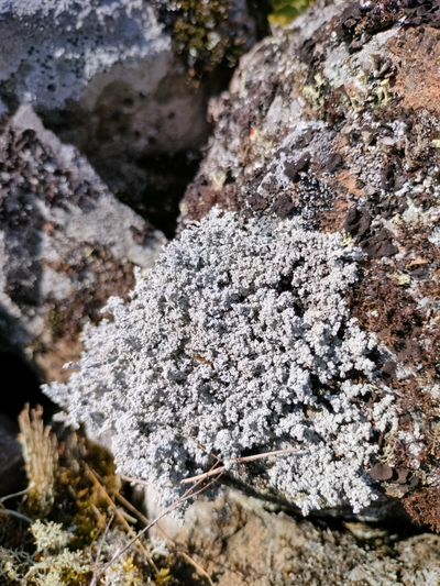 Пешая прогулка "Щельга: ледниковое прошлое Заонежья"