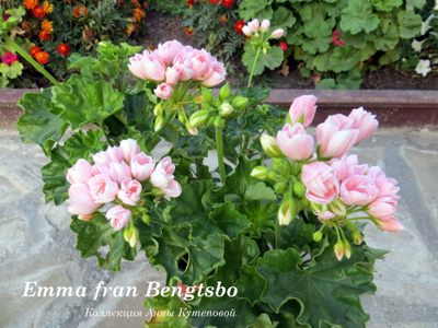 Пеларгония Emma fran Bengtsbo, срез
