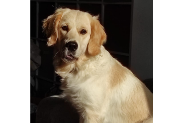 Лана / РЗ Лана Оланга / , 4 года, с розовой ленточкой