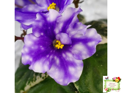 Hunter’s Andromeda (K. Muzalewski) 2023 г. (лист с деткой посажен 25.07.25)