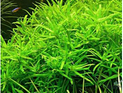 Heteranthera zosterifolia