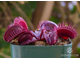 Dionaea muscipula Pink venus