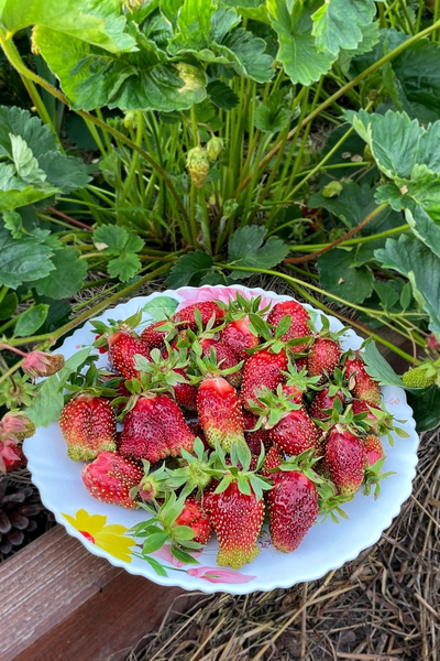 Земклуника Купчиха