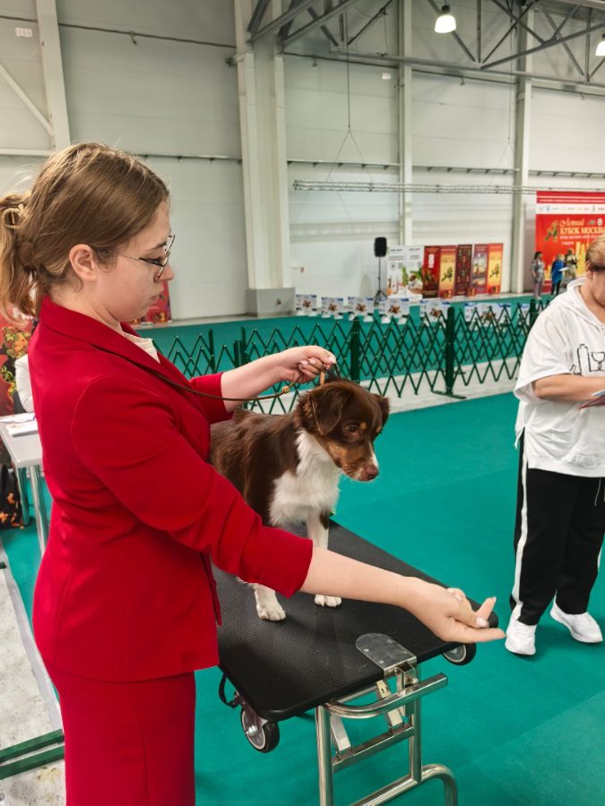 Юта на выставке