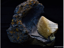 Барит на псиломелане в полости ракушки. 59*59*42мм